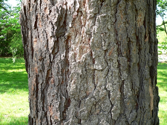 {Betula nigra}